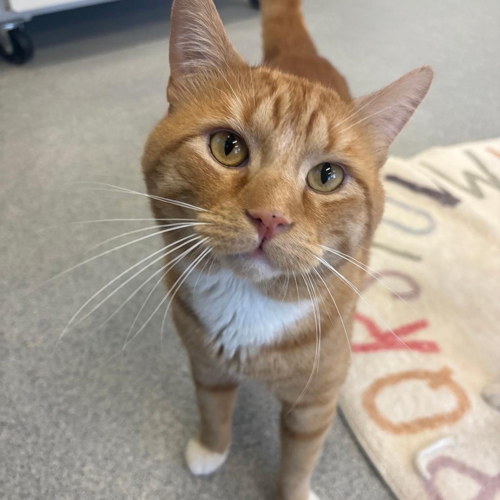 Enlarge Quesadilla, a Adoptable Domestic Short Hair in Wheeling, IL image 2/5