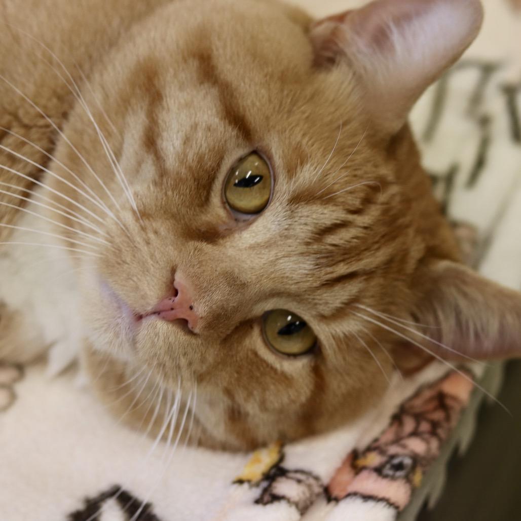 Enlarge Quesadilla, a Adoptable Domestic Short Hair in Wheeling, IL image 3/5