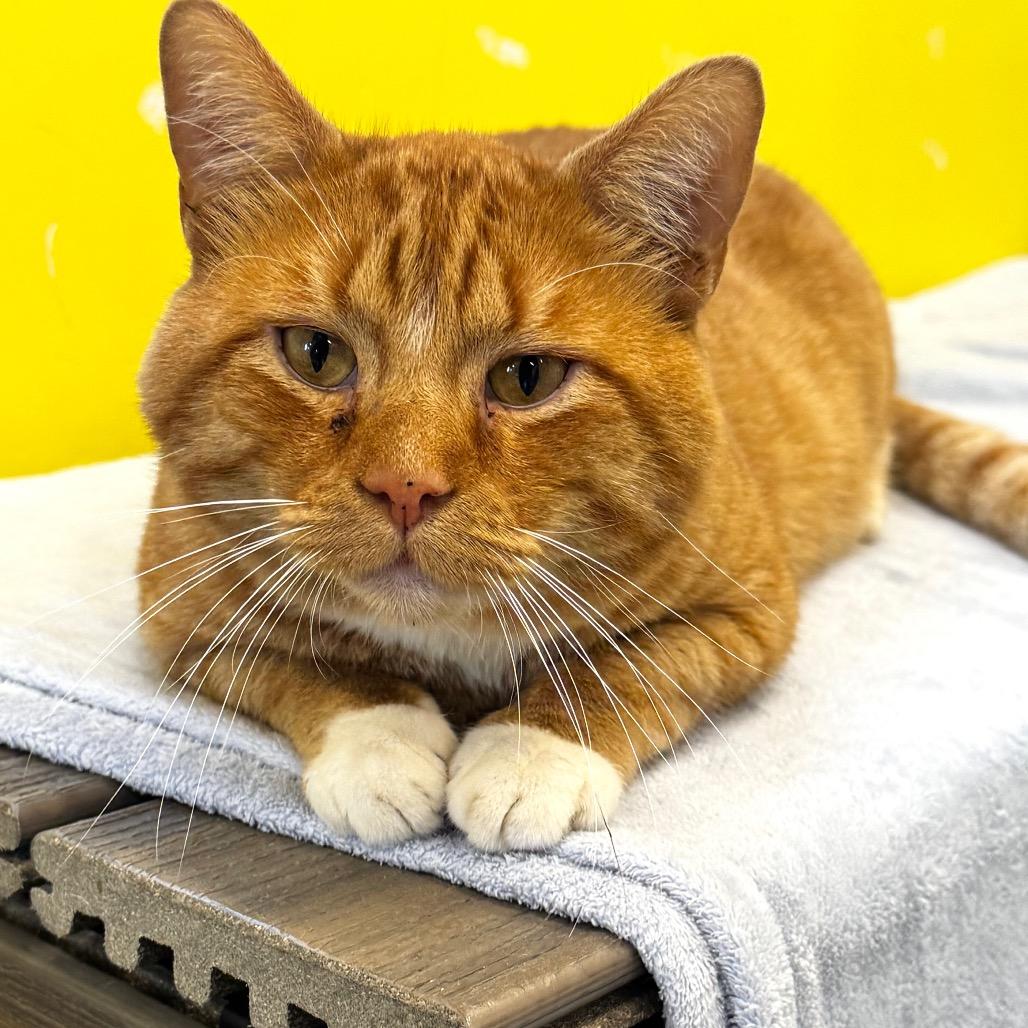 Enlarge Quesadilla, a Adoptable Domestic Short Hair in Wheeling, IL image 4/5