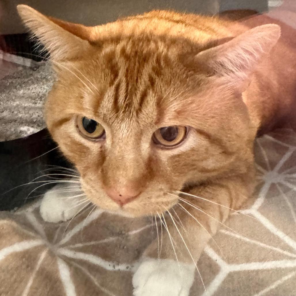 Enlarge Quesadilla, a Adoptable Domestic Short Hair in Wheeling, IL image 5/5