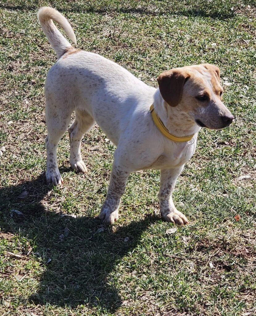 Enlarge Peach, an adopted mixed breed in Red Hook, NY image 5/5
