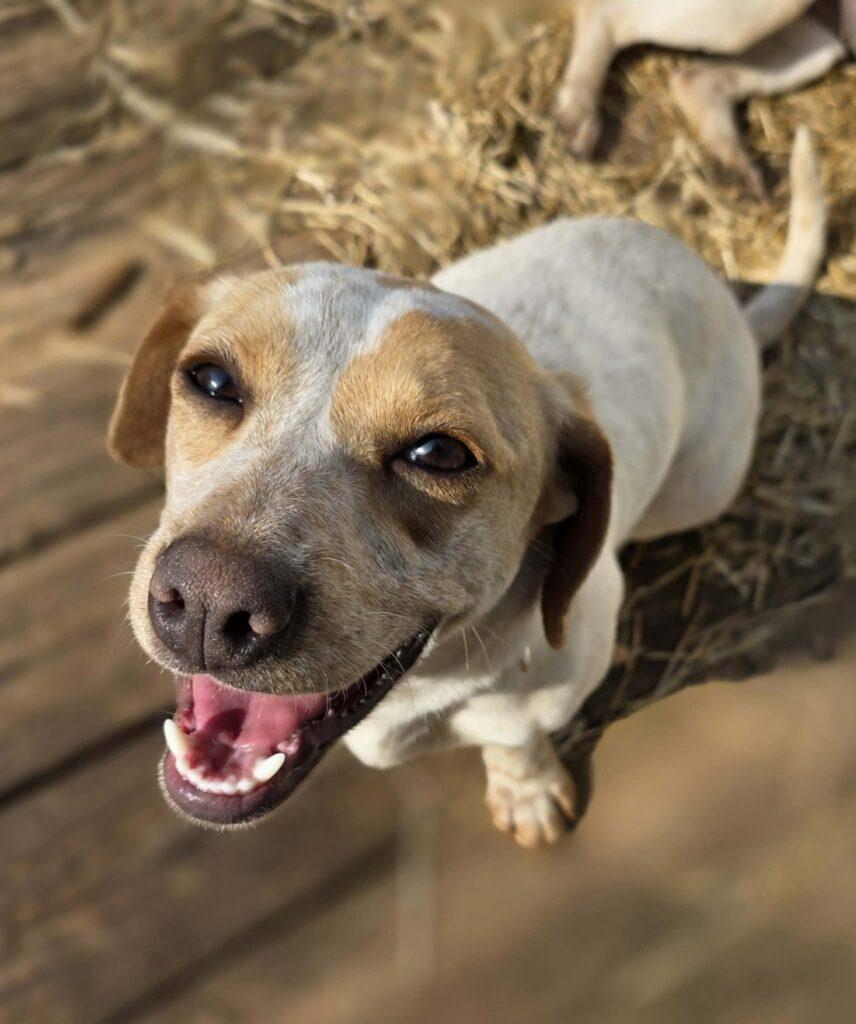 Enlarge Peach, an adopted mixed breed in Red Hook, NY image 4/5