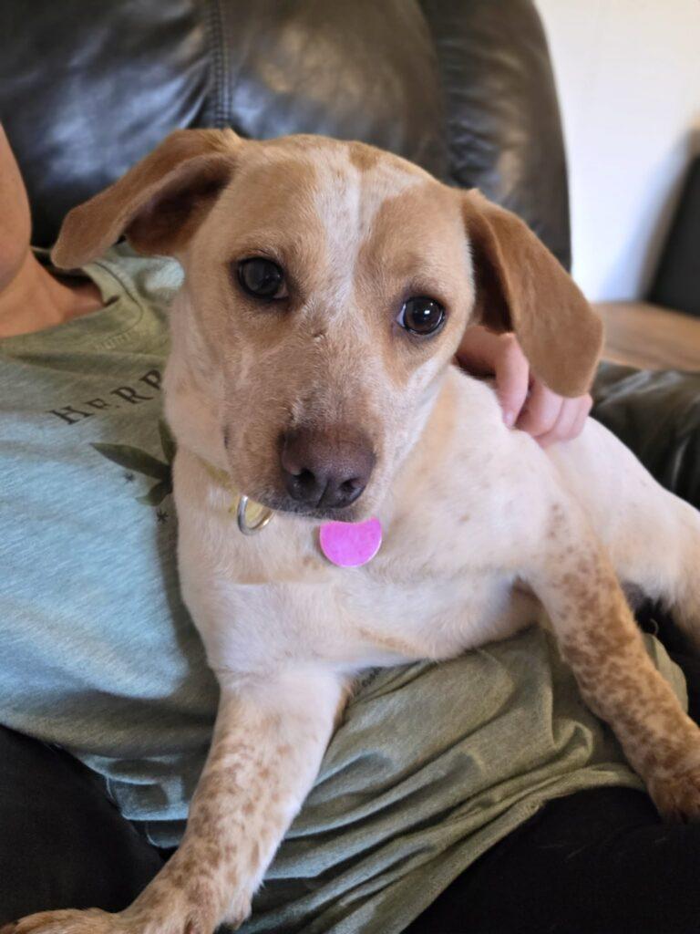 Peach, adopted, Young Female Beagle.