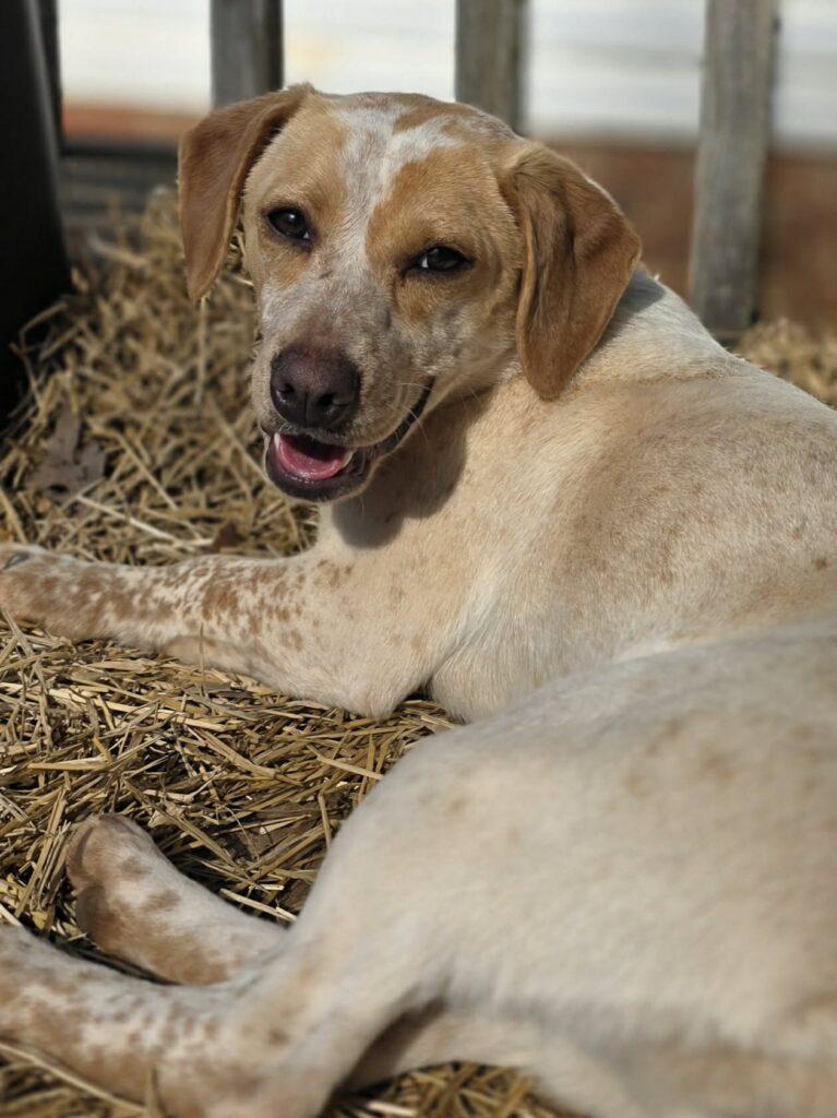 Enlarge Peach, an adopted mixed breed in Red Hook, NY image 3/5