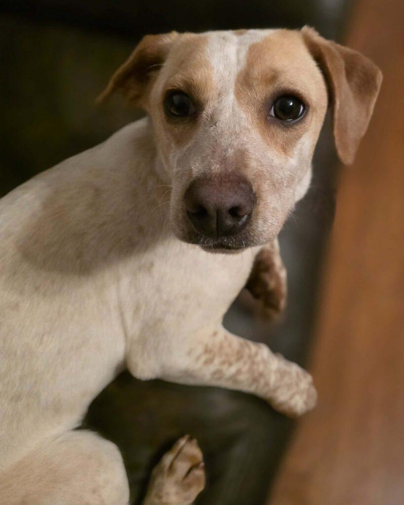 Enlarge Peach, an adopted mixed breed in Red Hook, NY image 2/5