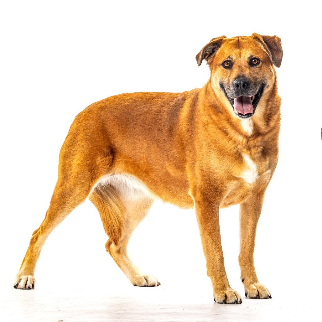 Little Lady, a Adoptable mixed breed in Reno, NV image 1/3