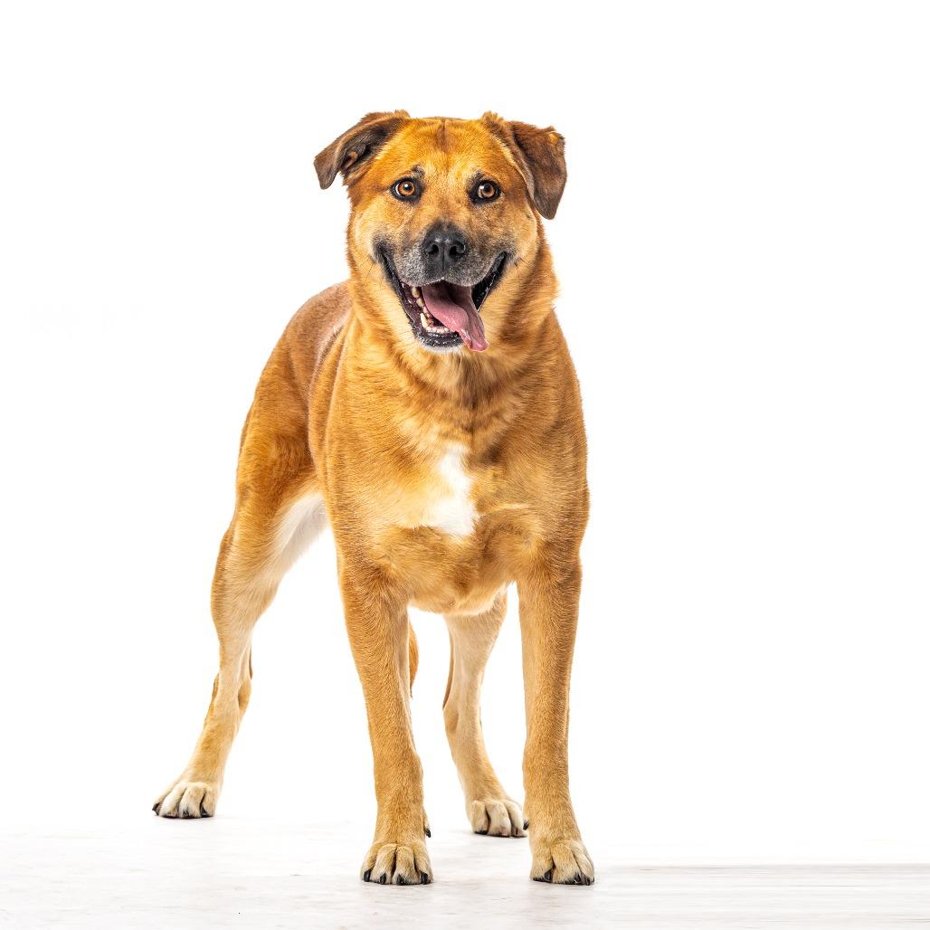Little Lady, a Adoptable mixed breed in Reno, NV image 2/3