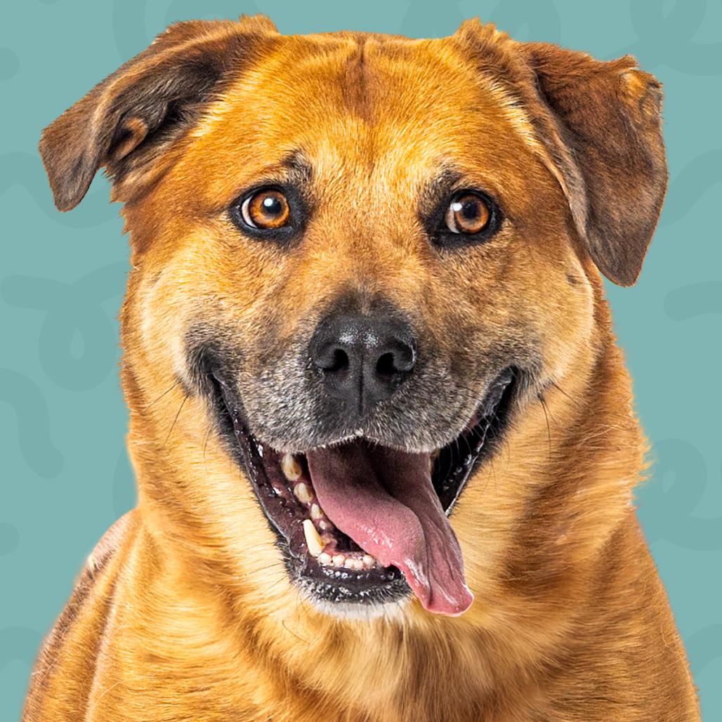 Little Lady, a Adoptable mixed breed in Reno, NV image 3/3
