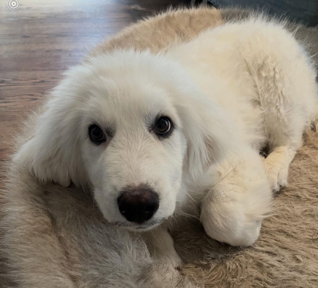 Enlarge Odin, a Adoptable Great Pyrenees in Littleton, CO image 2/3