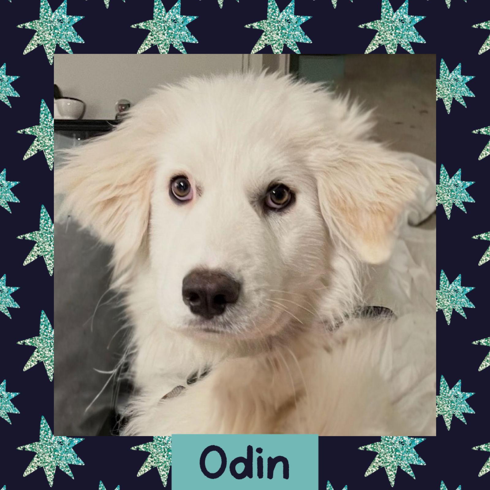 Enlarge Odin, a Adoptable Great Pyrenees in Littleton, CO image 3/3