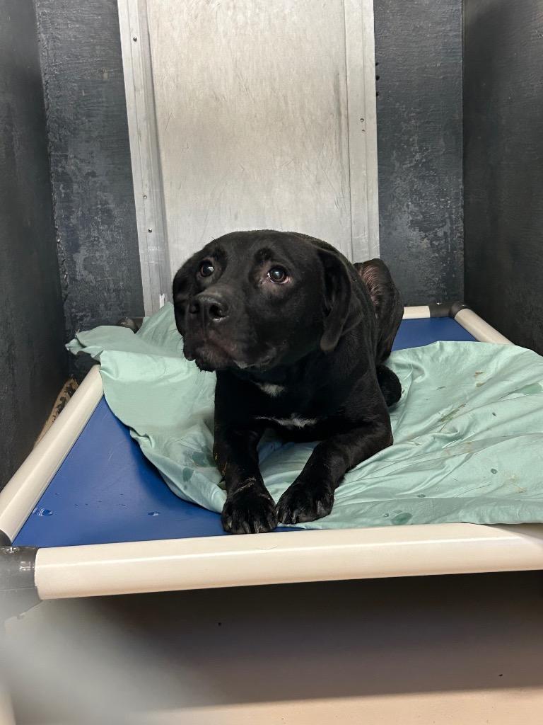 Enlarge Raja, a Adoptable Terrier in Mineral, VA image 1/1