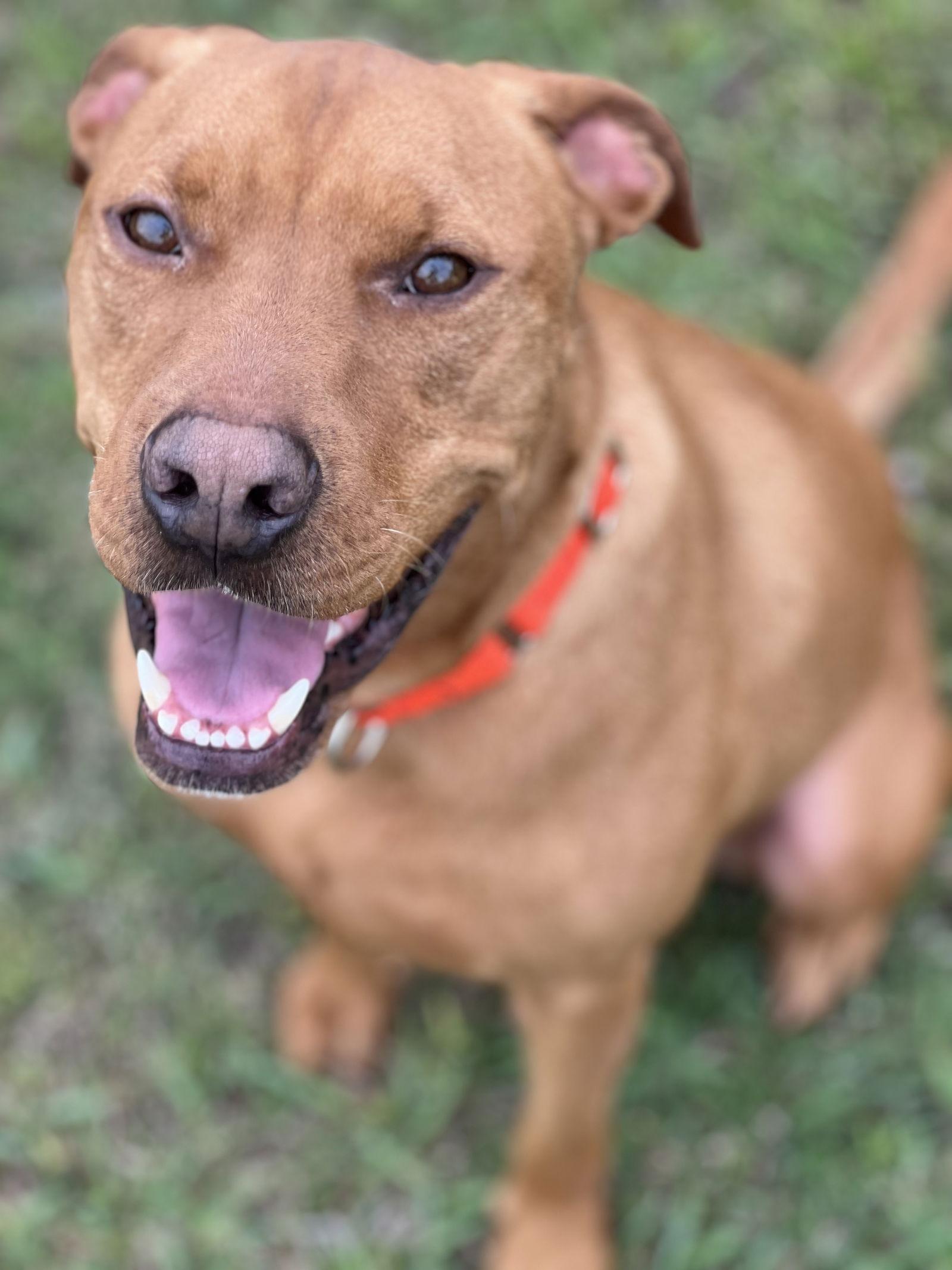 Enlarge Steph, a Adoptable Pit Bull Terrier in Winter Park, CO image 1/1