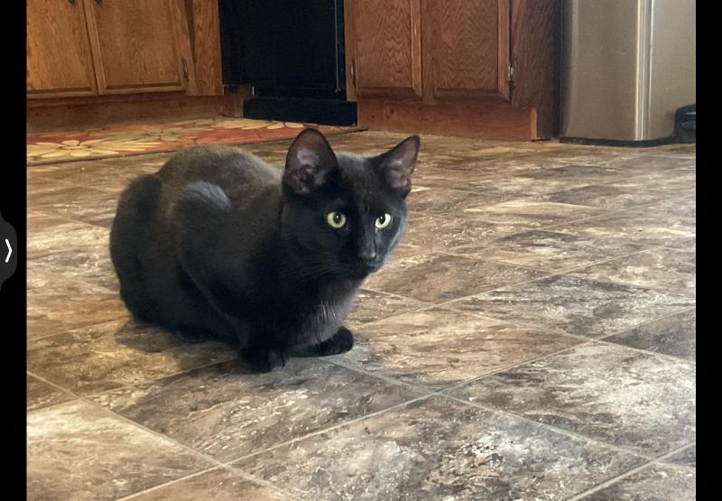 Enlarge Hercules, a Adoptable Domestic Short Hair in Waverly, IA image 2/2