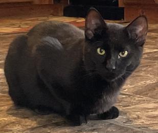 Enlarge Hercules, a Adoptable Domestic Short Hair in Waverly, IA image 1/2