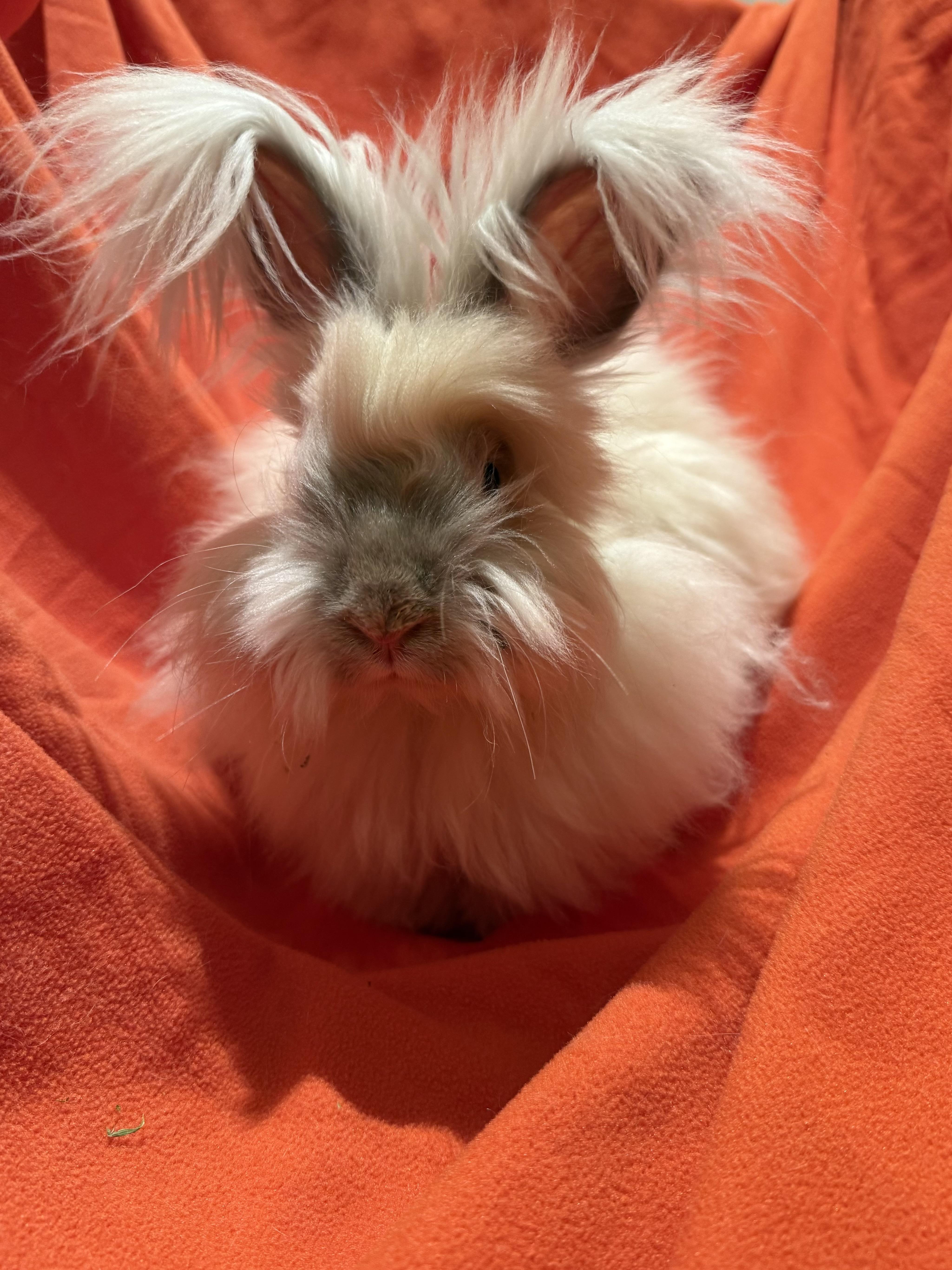 Fozzie, adoptable, Adult Male Angora Rabbit.