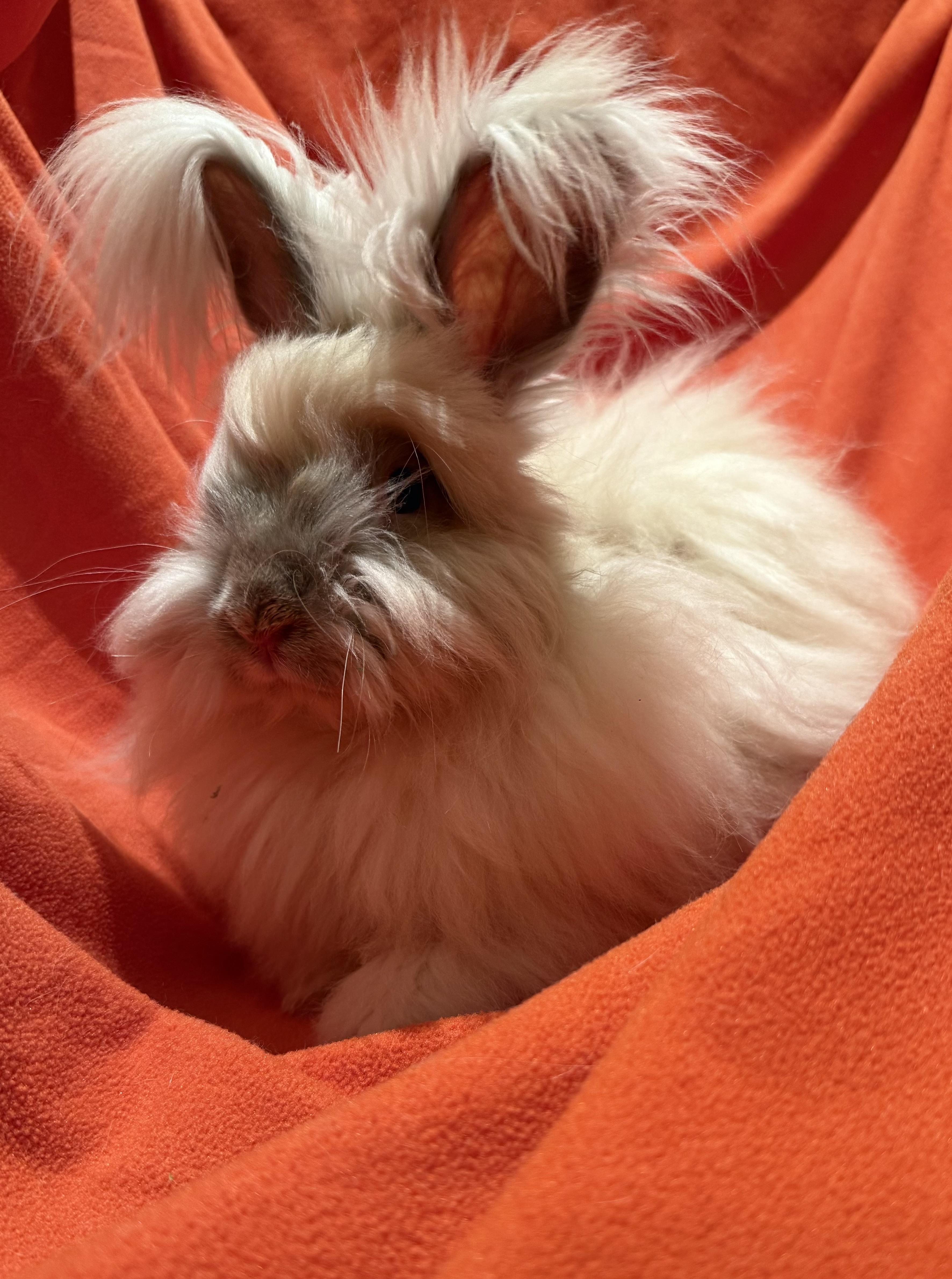 Enlarge Fozzie, an adoptable mixed breed in Rancho Cordova, CA image 2/2