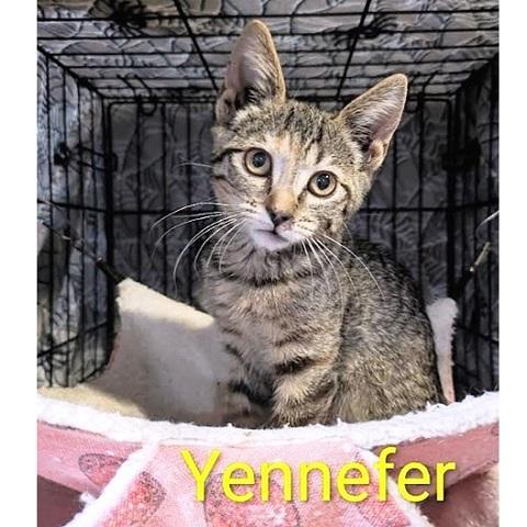 Yennifer, an adoptable Tabby in Salt Lake City, UT, 84109 | Photo Image 2