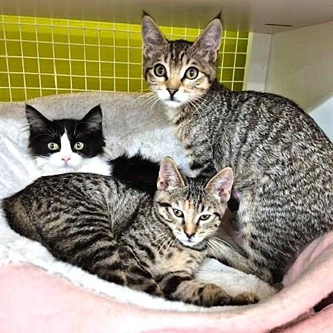 Yennifer, an adoptable Tabby in Salt Lake City, UT, 84109 | Photo Image 3