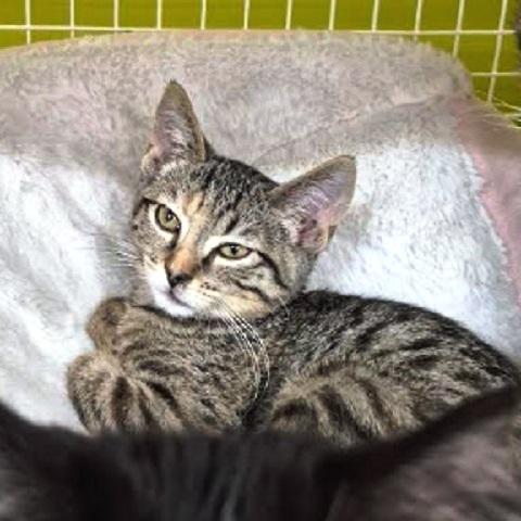 Yennifer, an adoptable Tabby in Salt Lake City, UT, 84109 | Photo Image 1