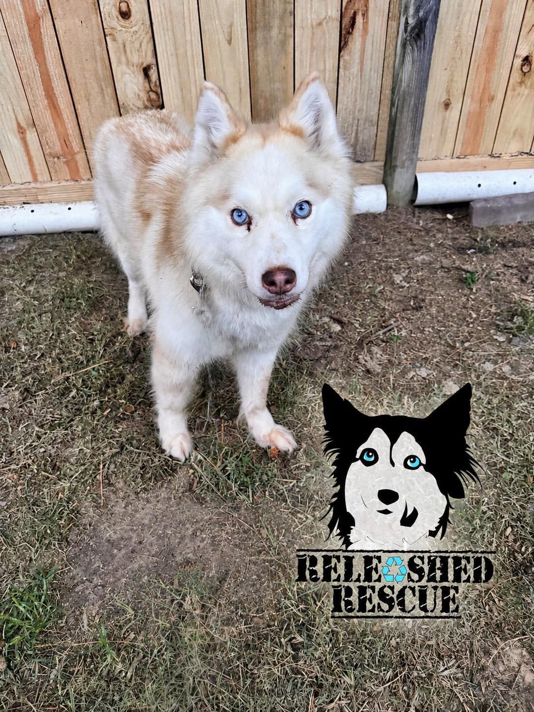 Chloe, Adoptable, Adult Female Mixed Breed.