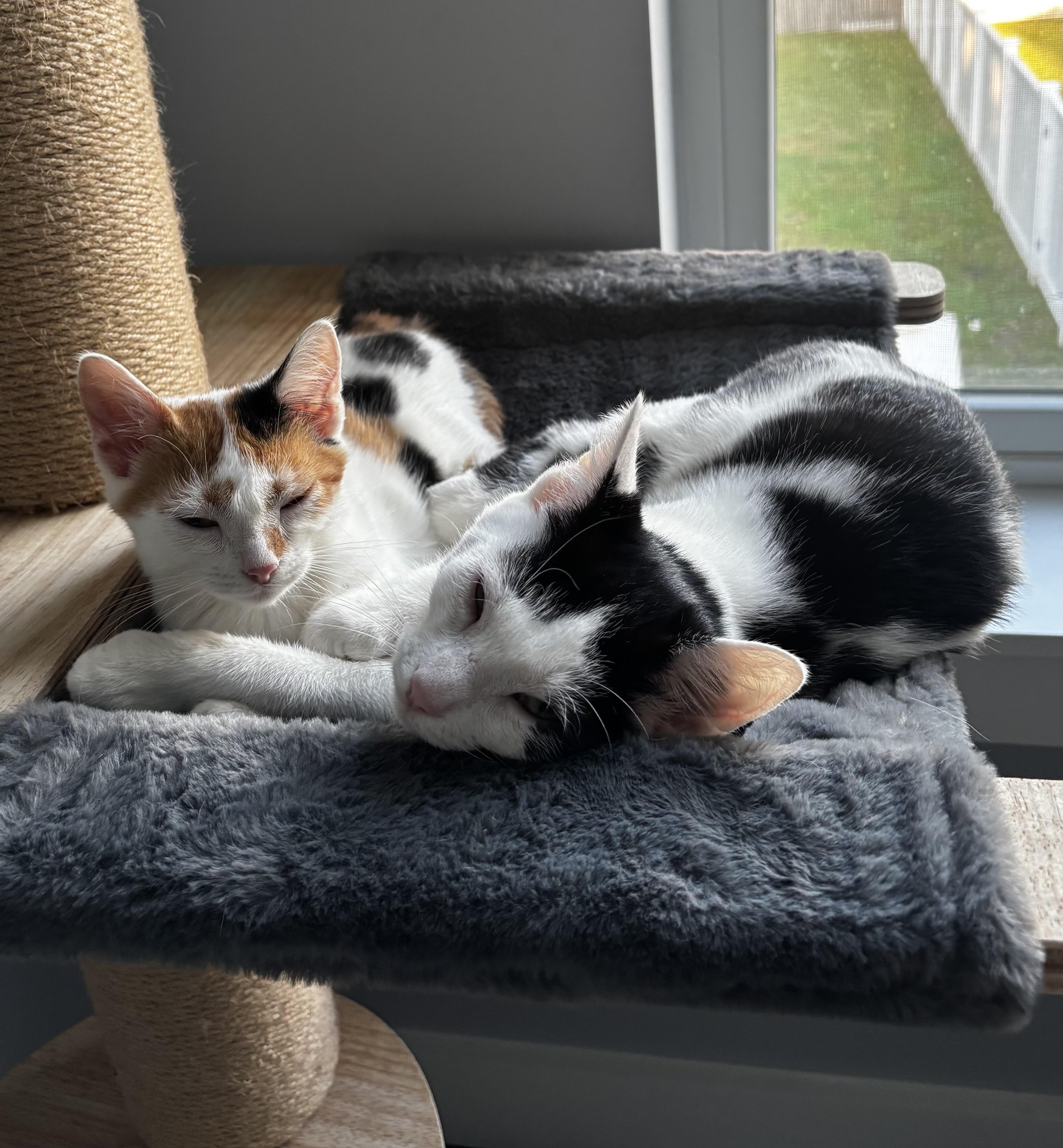 Enlarge Rooster, a Adoptable Domestic Short Hair in Allentown, NJ image 5/5