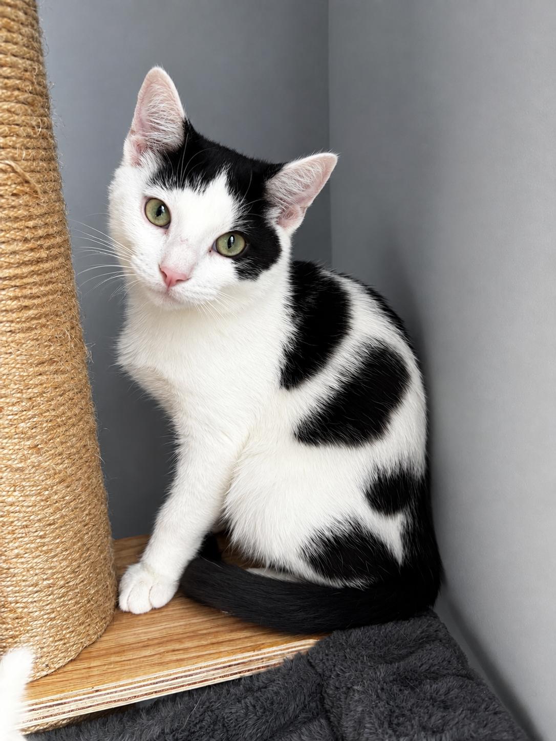 Enlarge Rooster, a Adoptable Domestic Short Hair in Allentown, NJ image 2/5