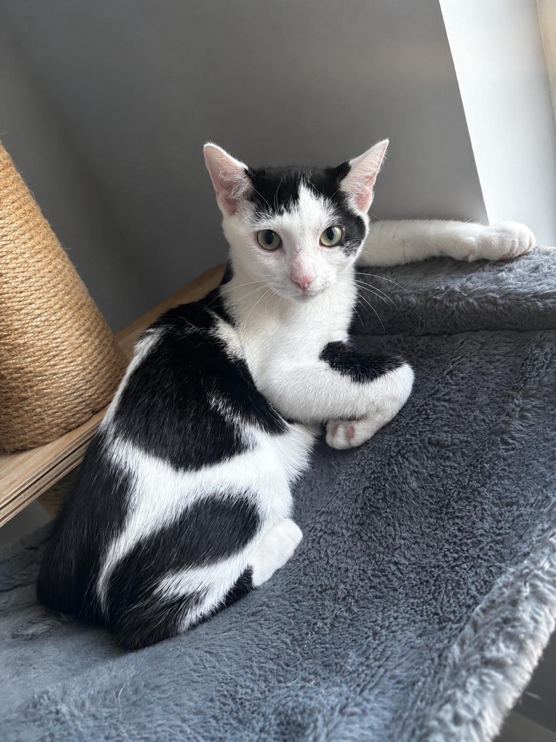 Enlarge Rooster, a Adoptable Domestic Short Hair in Allentown, NJ image 3/5