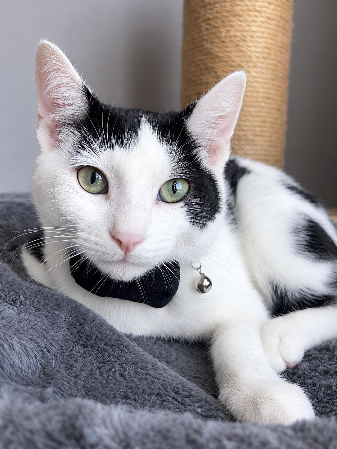 Rooster, Adoptable, Kitten Male Domestic Short Hair.