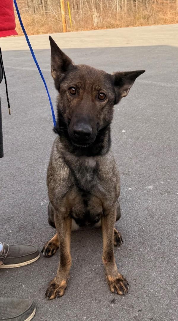 Haska, Adoptable, Adult Female German Shepherd Dog.