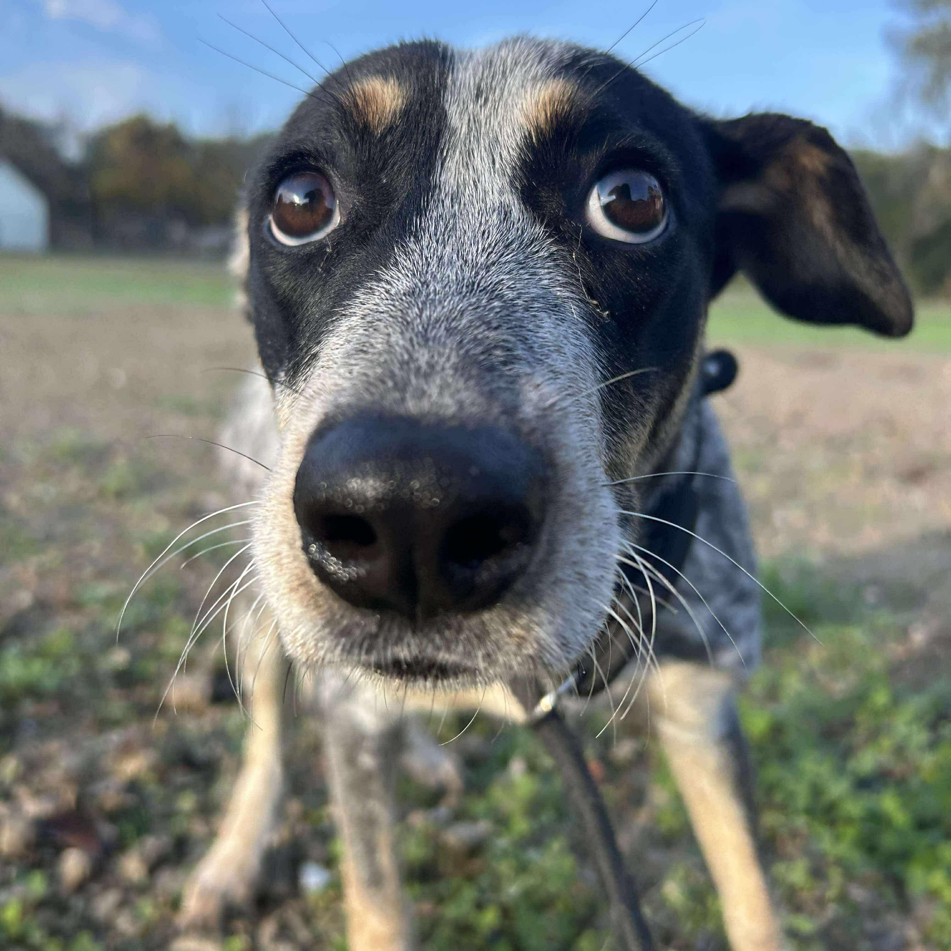 Enlarge Gigi, an adopted mixed breed in Brattleboro, VT image 3/4