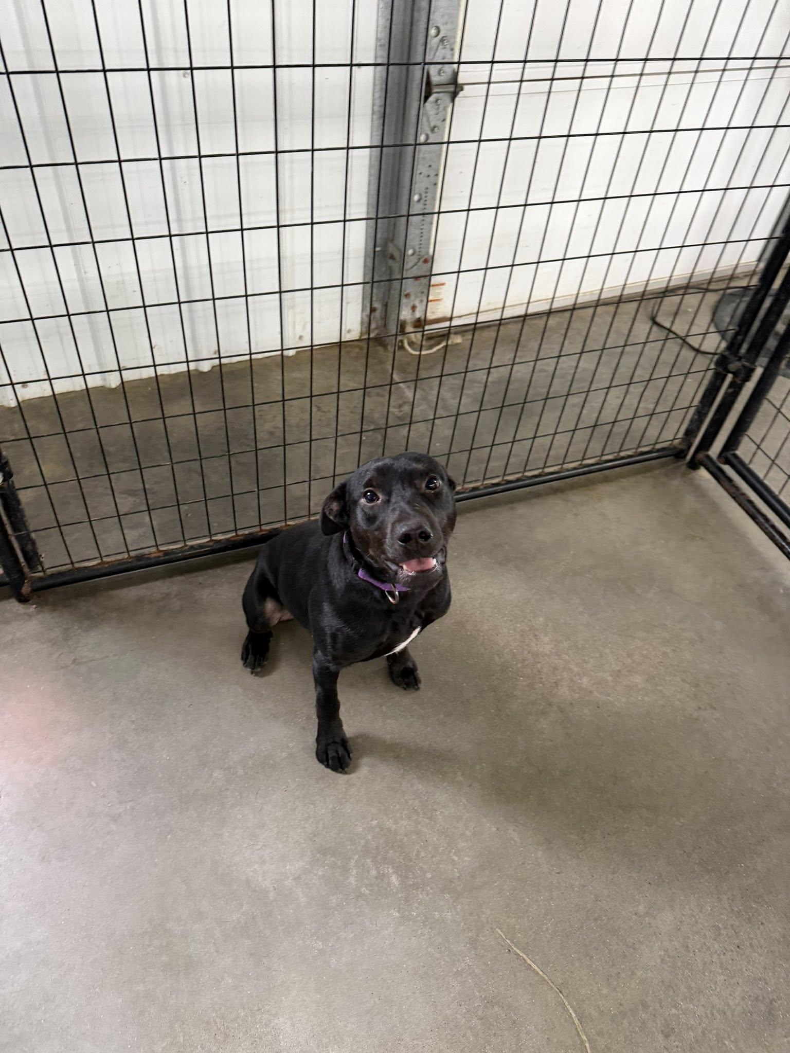 Astro, a ADOPTABLE mixed breed in Winamac, IN image 2/2