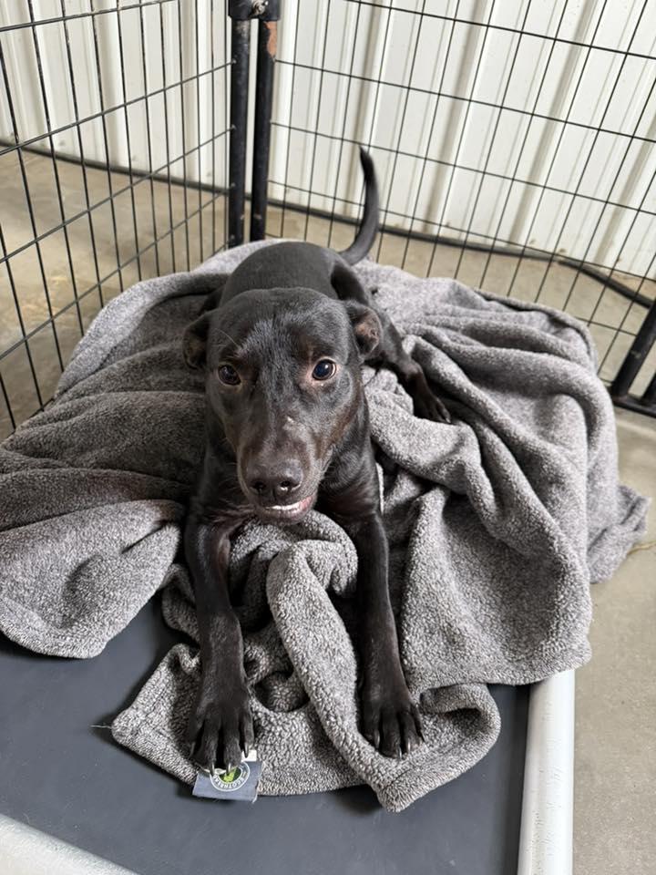 Astro, a ADOPTABLE mixed breed in Winamac, IN image 1/2