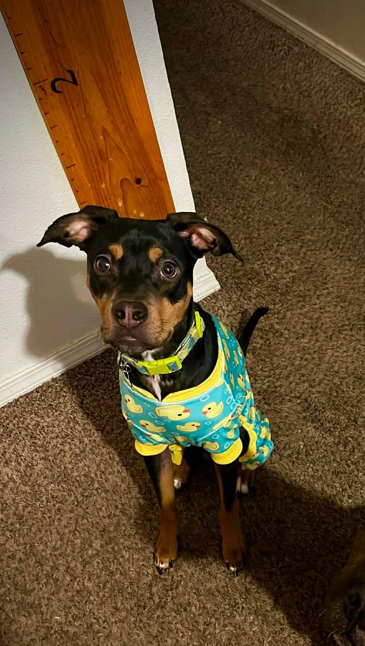 Enlarge Milo, a ADOPTABLE mixed breed in Rochester, WA image 4/4