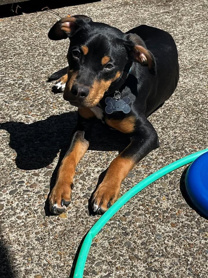 Enlarge Milo, a ADOPTABLE mixed breed in Rochester, WA image 2/4