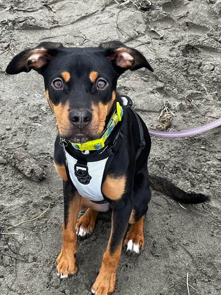 Milo, ADOPTABLE, Adult Male Mixed Breed.