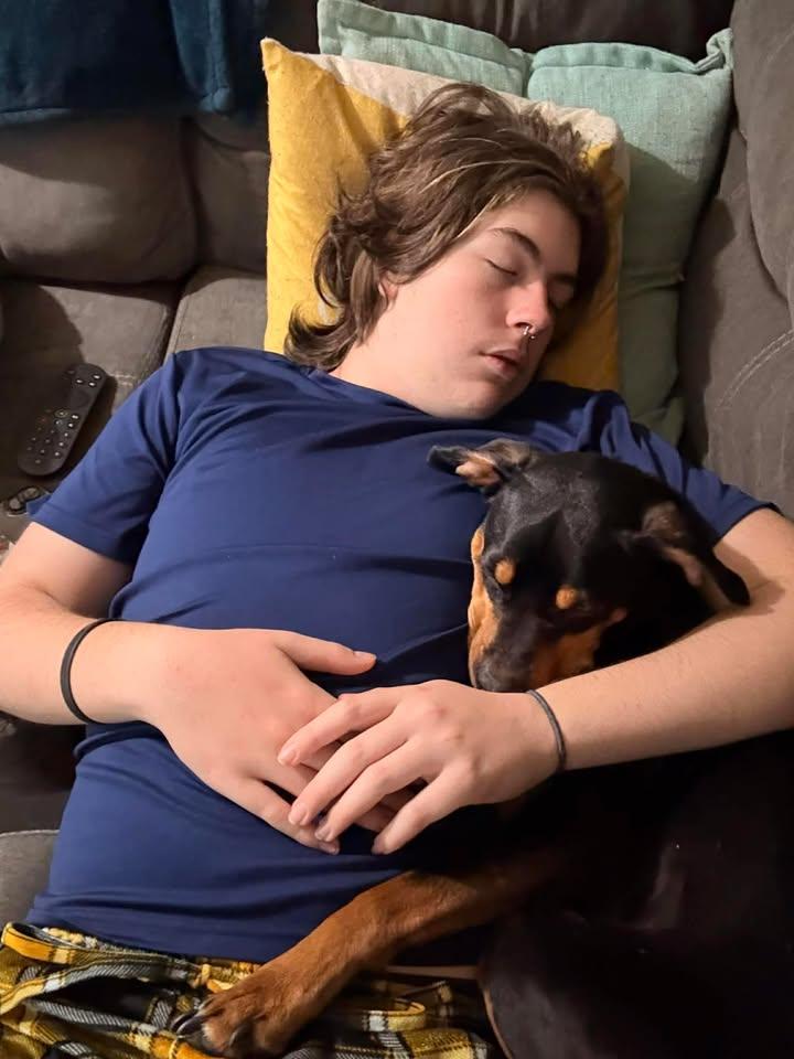 Enlarge Milo, a ADOPTABLE mixed breed in Rochester, WA image 3/4