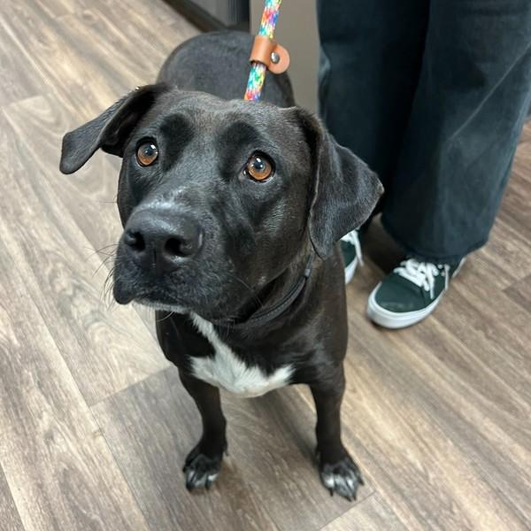 Eva, Adoptable, Adult Female Labrador Retriever.