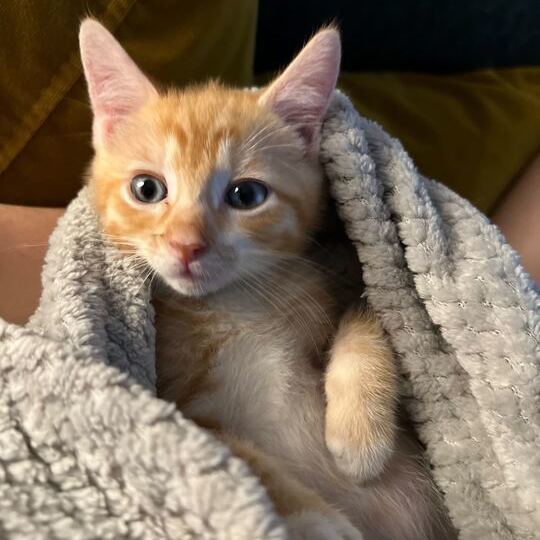 Kulfi, Adopted, Kitten Male Domestic Short Hair.