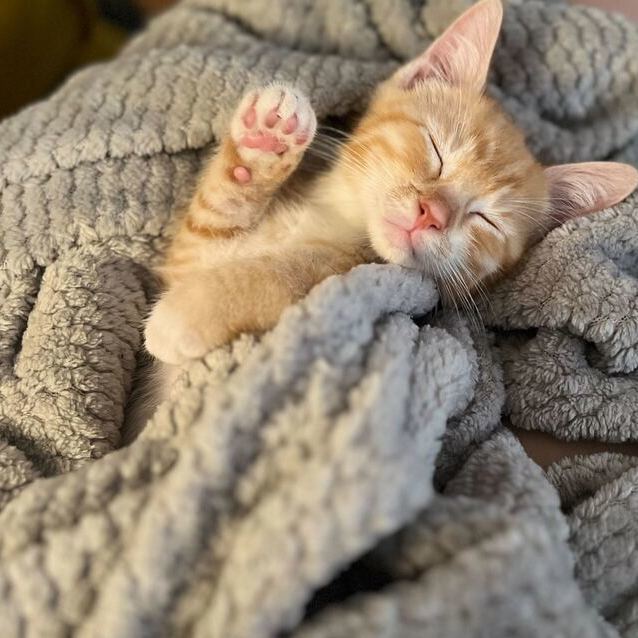 Enlarge Kulfi, a Adopted Domestic Short Hair in Long Island City, NY image 2/10