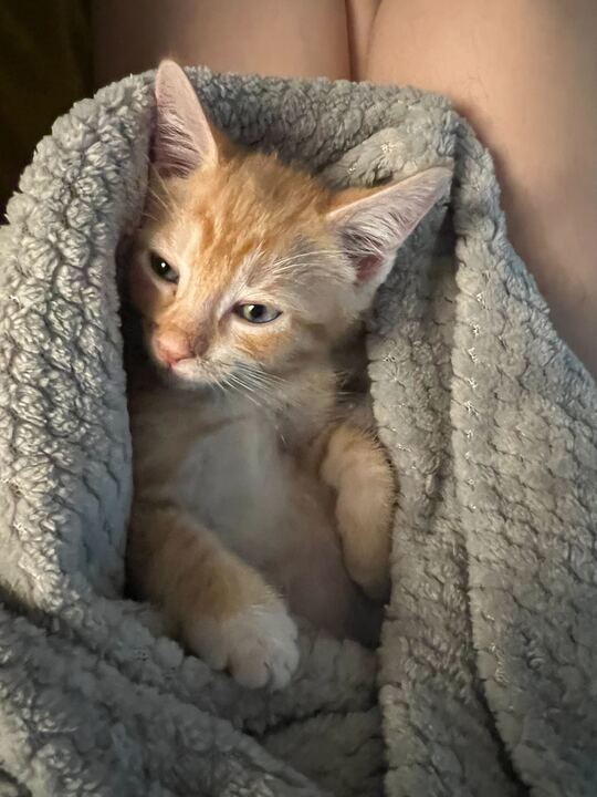 Enlarge Kulfi, a Adopted Domestic Short Hair in Long Island City, NY image 4/10