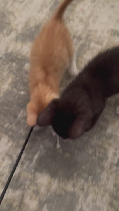 Enlarge Kulfi, a Adopted Domestic Short Hair in Long Island City, NY video 9/10