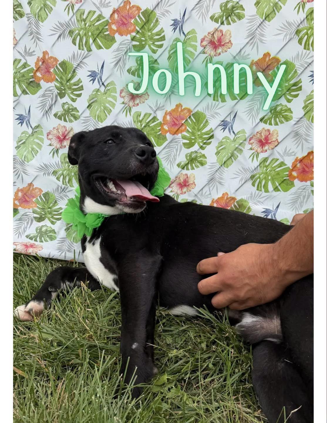 Johnny, Adoptable, Young Male Pit Bull Terrier.