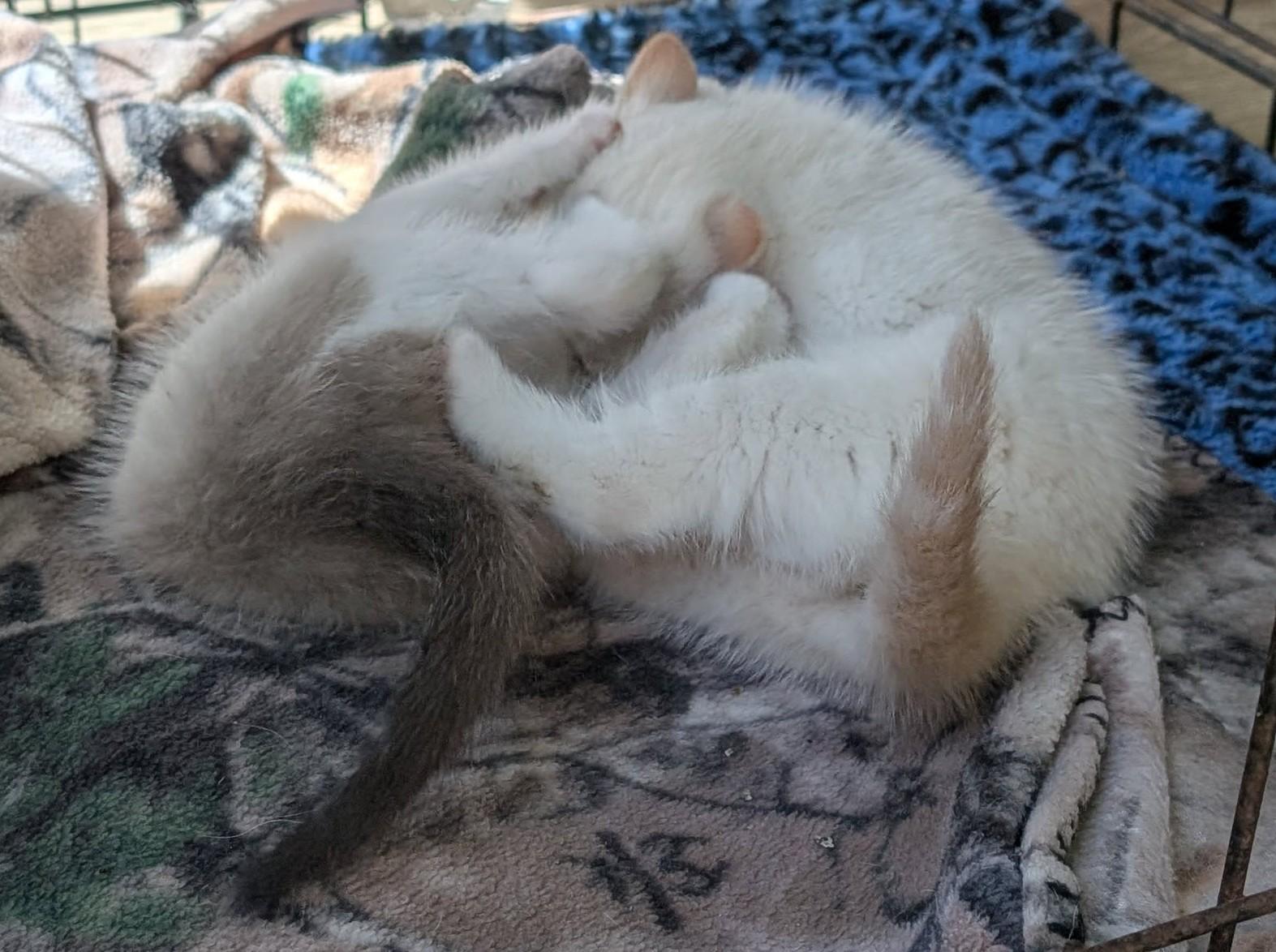 Simon, an adoptable Siamese in Libby, MT, 59923 | Photo Image 2