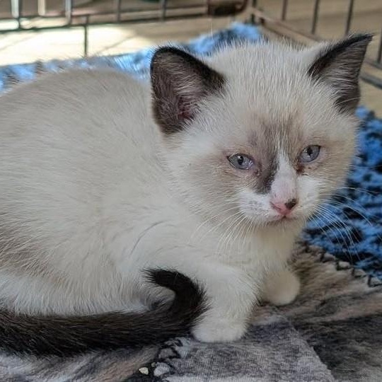 Simon, an adoptable Siamese in Libby, MT, 59923 | Photo Image 1