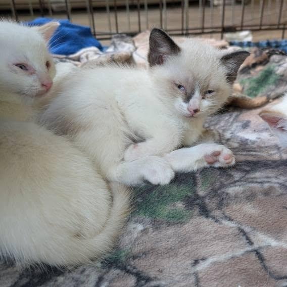 Simon, an adoptable Siamese in Libby, MT, 59923 | Photo Image 3