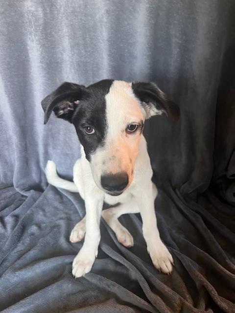 Delilia 1 yr old microchipped cuddle bug, Young Female Australian Cattle Dog / Blue Heeler