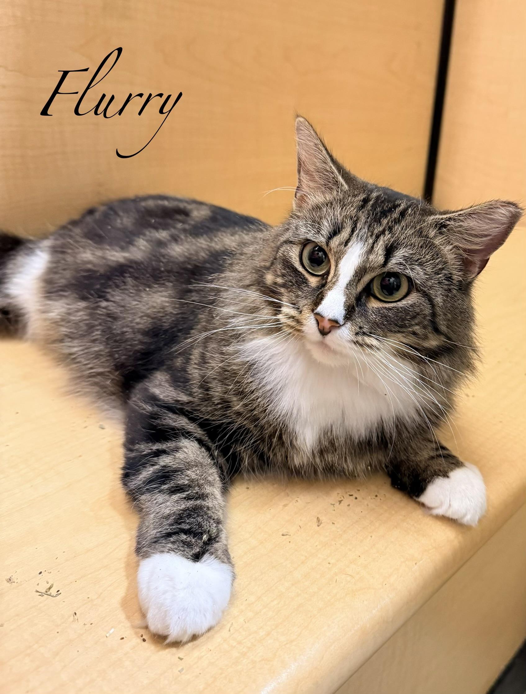 Enlarge Flurry, a ADOPTABLE Tabby in Spanish Fort, AL image 1/6