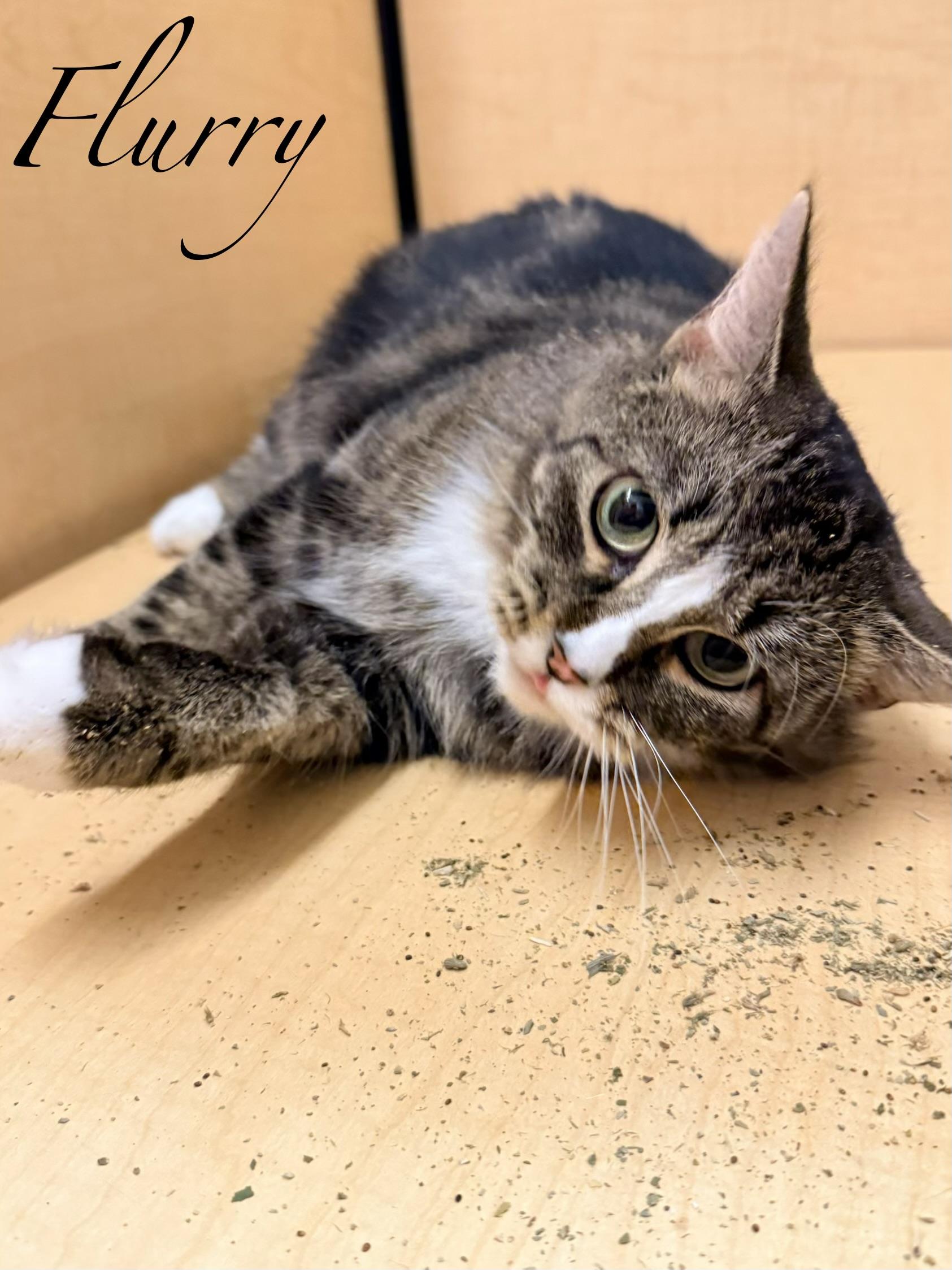 Enlarge Flurry, a ADOPTABLE Tabby in Spanish Fort, AL image 2/6