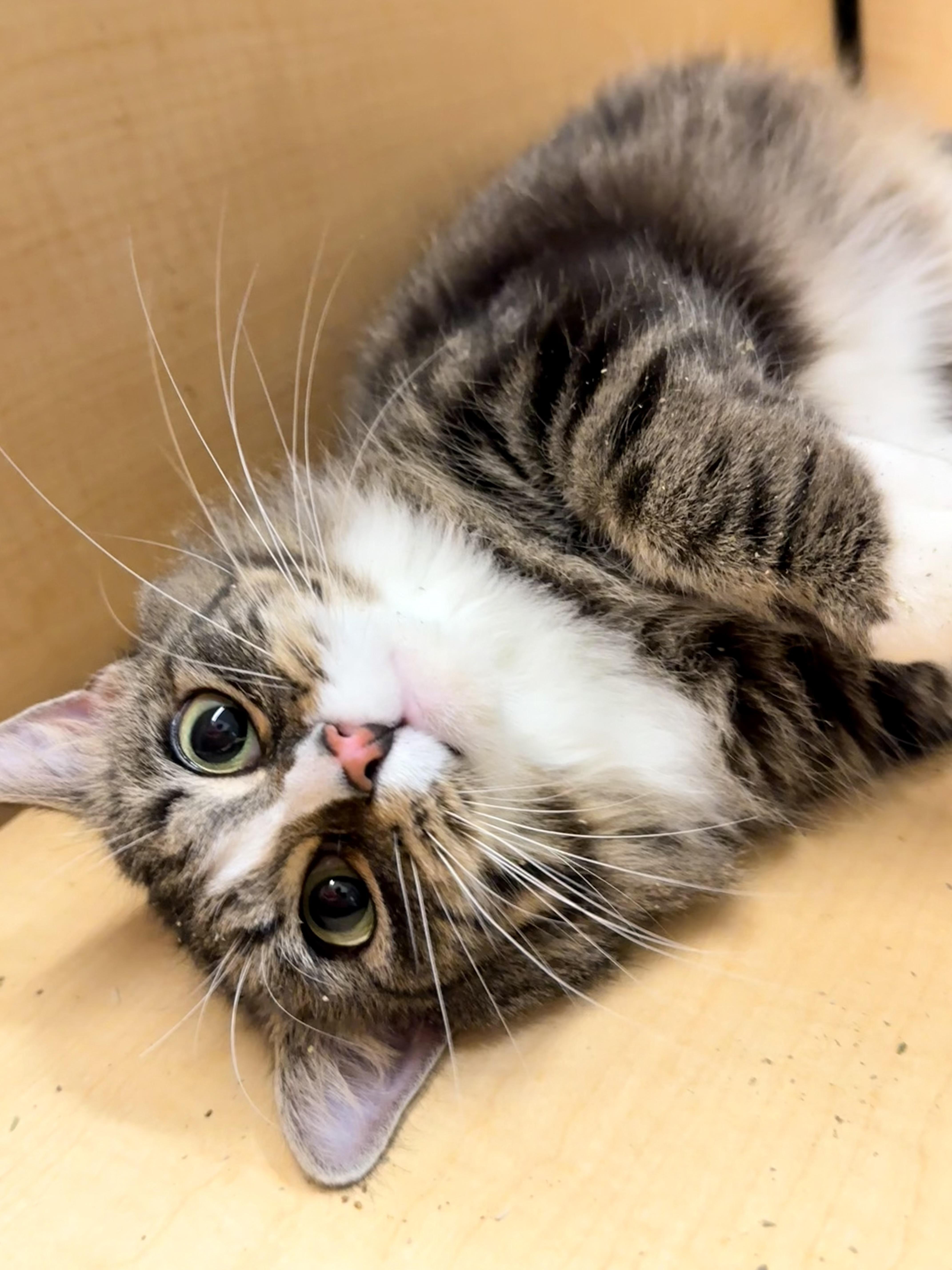 Enlarge Flurry, a ADOPTABLE Tabby in Spanish Fort, AL image 3/6