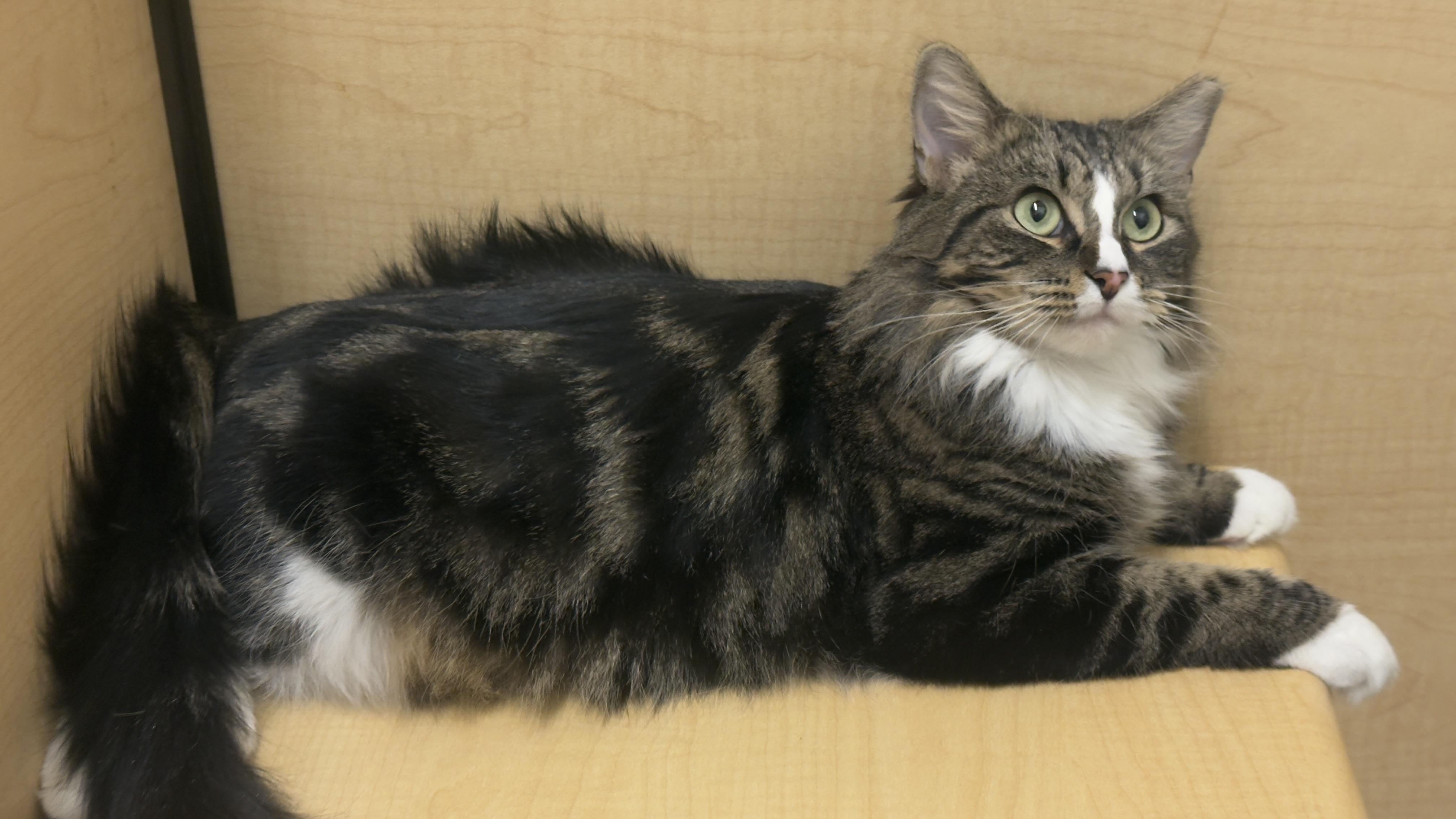 Enlarge Flurry, a ADOPTABLE Tabby in Spanish Fort, AL image 4/6